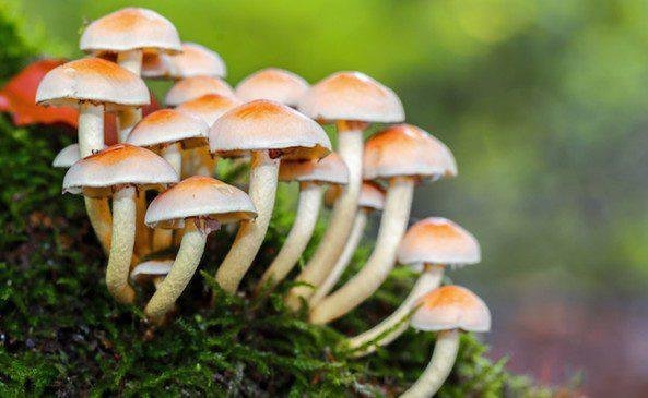 मशरूम खाने से एक ही परिवार के 8 सदस्य बीमार, एक गंभीर