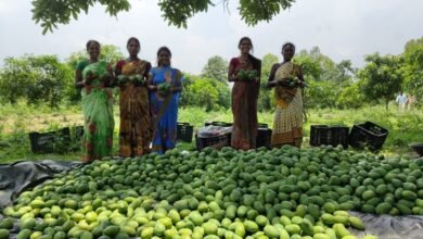 बंजर ज़मीन पर उगाई समृद्धि की फसल, महिला समूह ने गांव की तस्वीर बदली