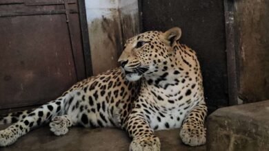 बोकारो जैविक उद्यान में जन्मी छह वर्षीया मादा तेंदुए की 14 जून को मृत्यु हो गई। वह कुछ दिनों से बीमार थी और इलाज चल रहा था।