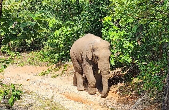 हाथी का हमला, गोमिया, महुआ टांड़ थाना, धर्मपुर गांव, झारखंड, हाथी कुचलने से मौत, वन्यजीव हमला, मजदूर की मौत, जंगली जानवर, क्रेशर साइट हमला
